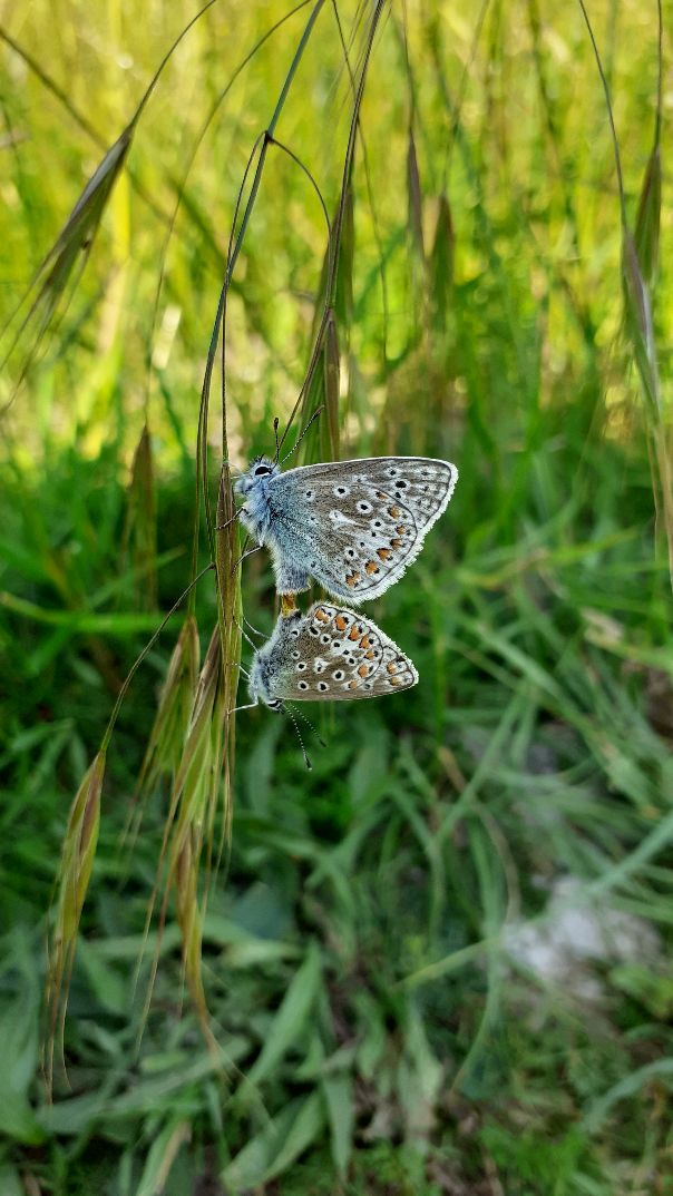 Common Blue pair - Annie Sutcliffe Common Blue pair - Annie Sutcliffe